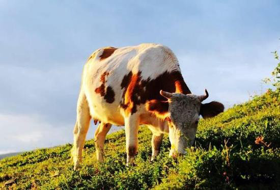 王菲活出真美的地方 给你非来不可的理由