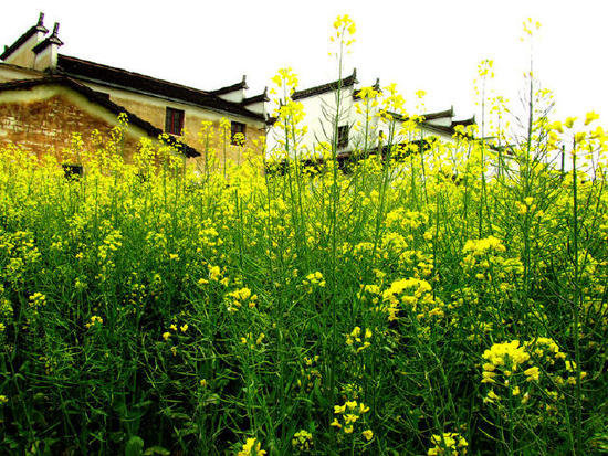 春意萌萌 三月这几个地方你自驾去过了么