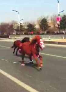 两脱缰马逆行狂奔撞汽车 交警:非交通事故