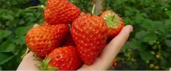 春意萌萌 三月这几个地方你自驾去过了么