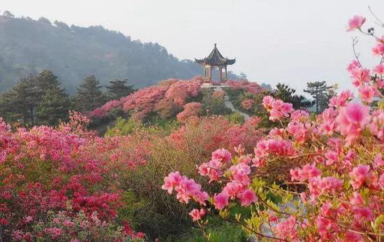 采花大盗自驾时间到 三月哪里花海最美