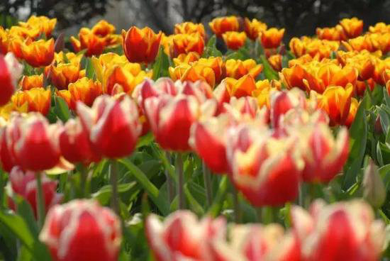 采花大盗自驾时间到 三月哪里花海最美