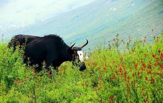 30岁之前必须攒钱要自驾去的六个地方！