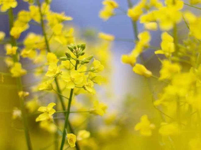 正值盛开的油菜花