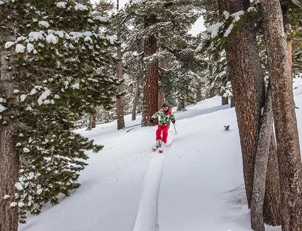 冬奥来了 小鹅辣评真伪滑雪者之车