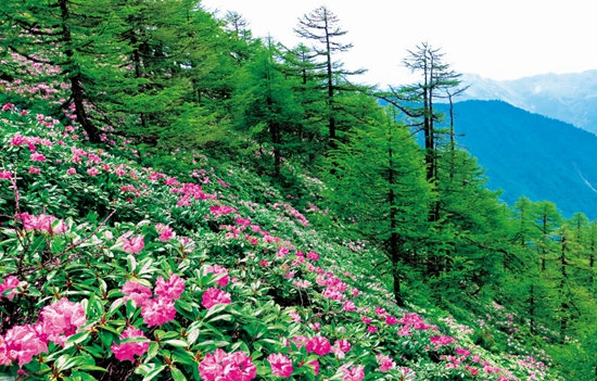 杜鹃花海