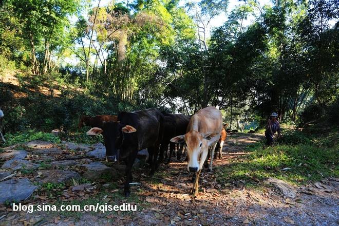 云南茶路 一条幸福爆棚的美食人文之旅