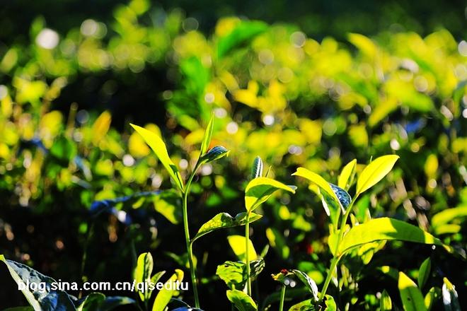 云南茶路 一条幸福爆棚的美食人文之旅