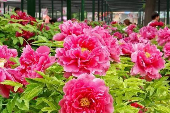 4月国内外最美春天 就应该自驾去这些地方