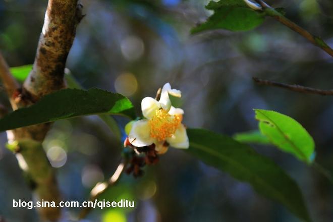 云南茶路 一条幸福爆棚的美食人文之旅