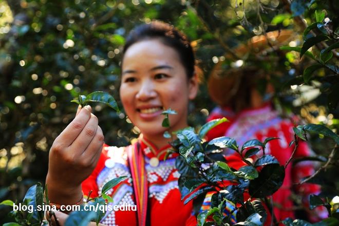 云南茶路 一条幸福爆棚的美食人文之旅