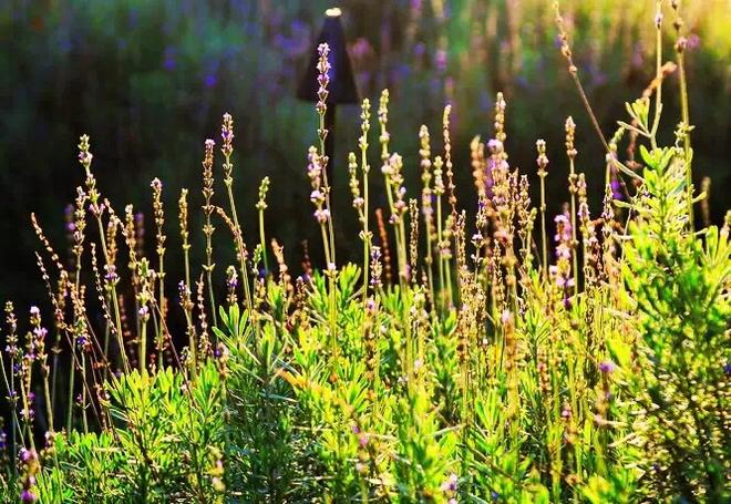 云南茶路 一条幸福爆棚的美食人文之旅