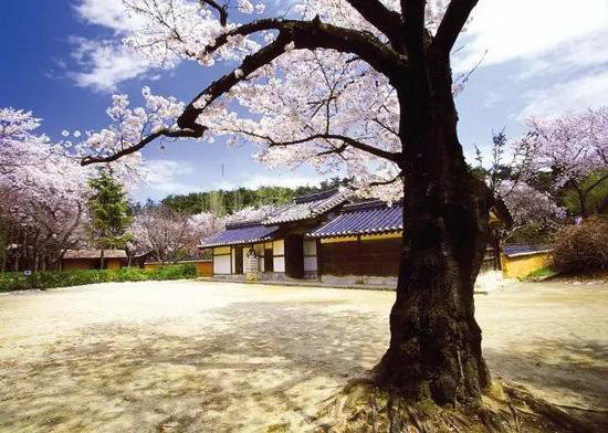 4月国内外最美春天 就应该自驾去这些地方