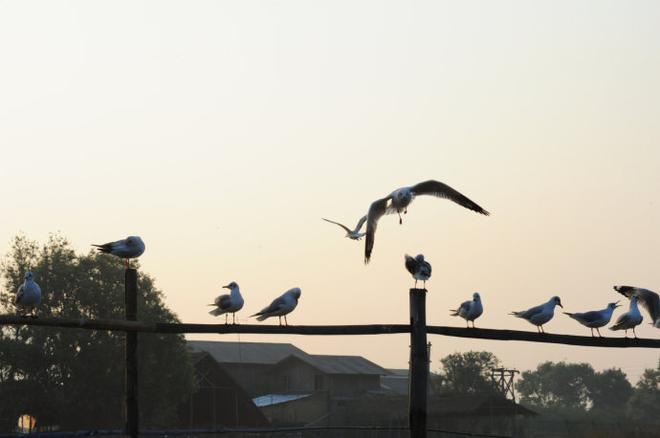 Going抽6块钱50根的手工雪茄 吃油条泡奶茶