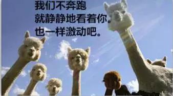 孙红雷救得了岌岌可危的哈弗H6吗？