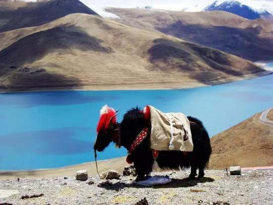 还得自驾游！千万别死在美丽的进藏路上！