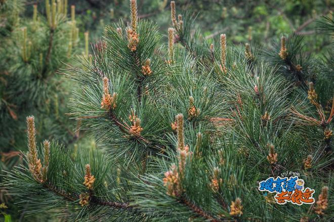 自驾王莽岭（上） 这只是一场浪迹的开始…