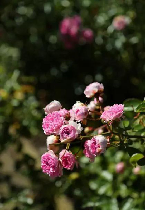 30个颜值爆表旅行地 自驾去过几个？(上)