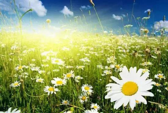 再不自驾旅行就老了 去看世上最美的花海