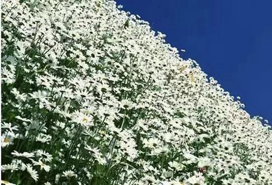 再不自驾旅行就老了 去看世上最美的花海