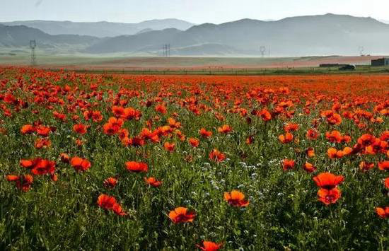 再不自驾旅行就老了 去看世上最美的花海