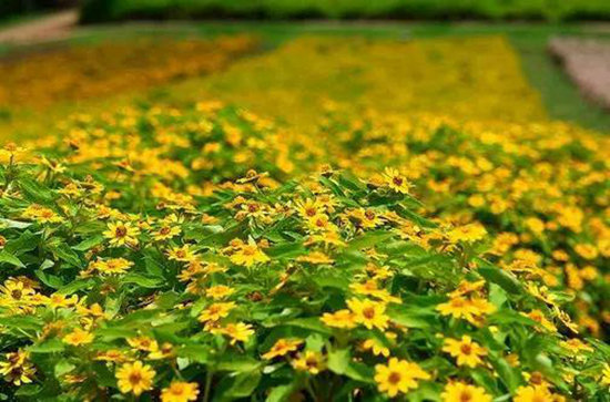 再不自驾旅行就老了 去看世上最美的花海