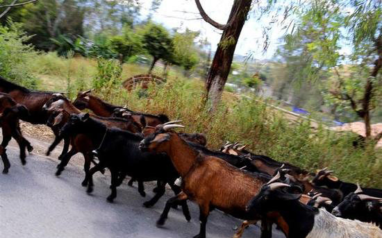 独自旅游不寂寞 自驾路上乐趣与风景共存