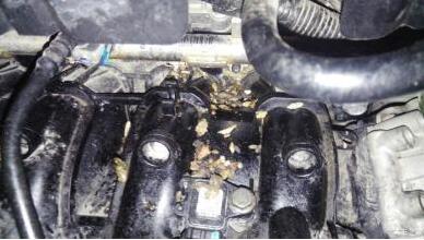 刚提的新车臭气熏人 女车主强忍开去检查 