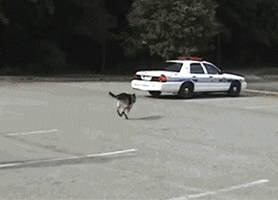 女司机！ 你是故意的吧！