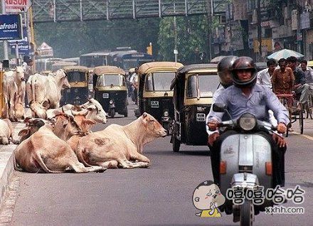 女司机！ 你是故意的吧！