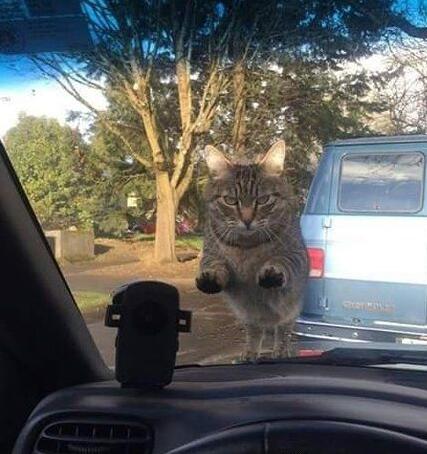 我的天！是谁的充气娃娃落在车上了？