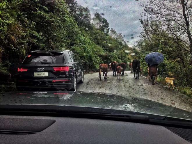 去银杏村的路上遇到羊群