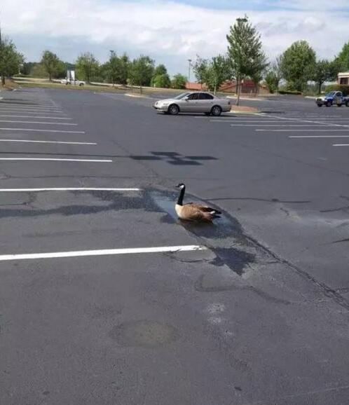 每日趣图|疼！关车门夹住了什么？