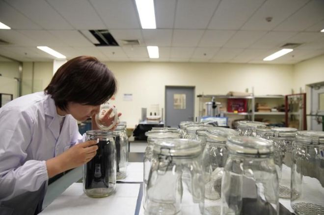 福特“金鼻子”