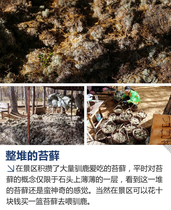 草原森林赏最美秋色 体验大众朗行180TSI