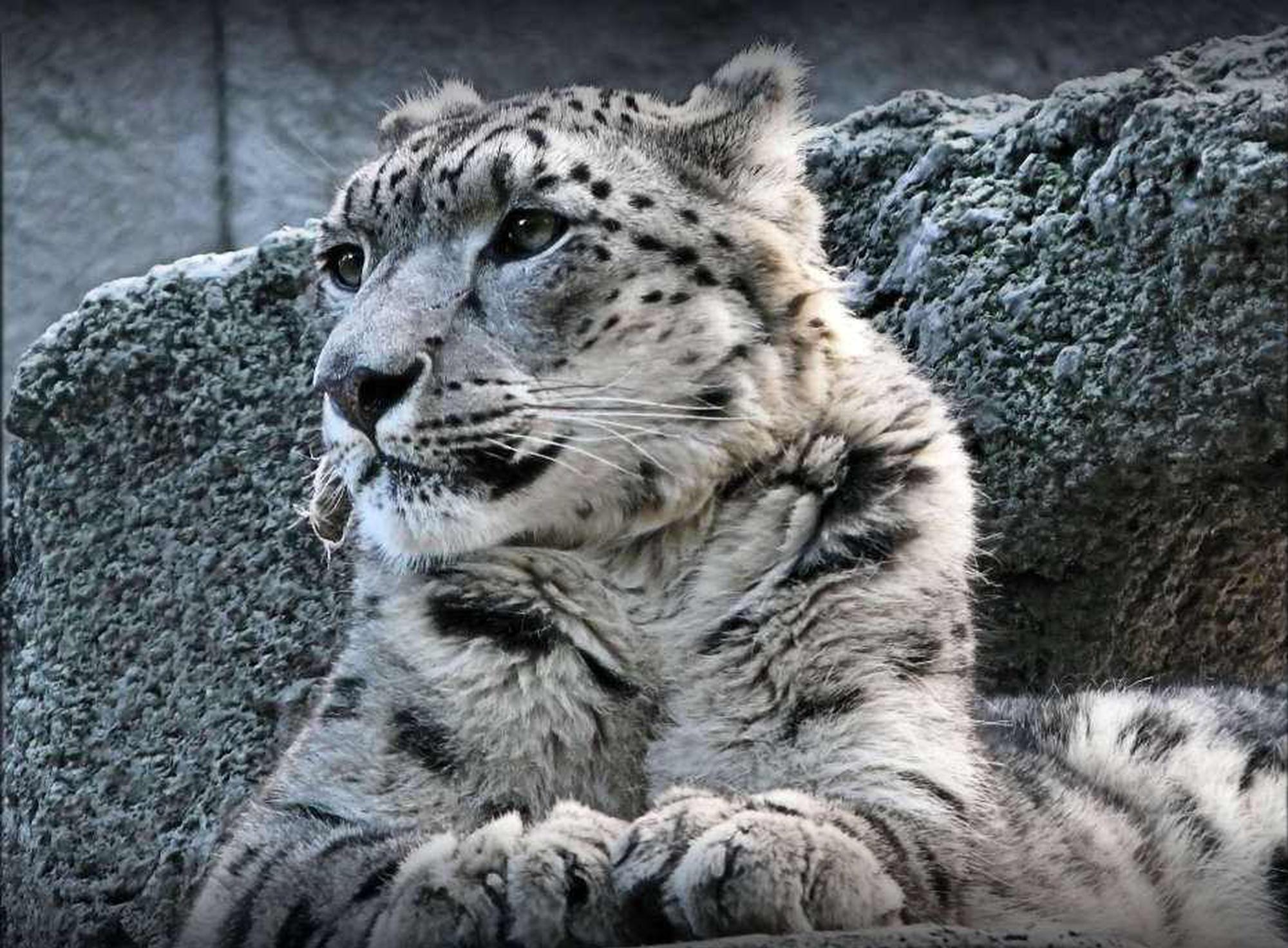 雪豹是为数不多可以叼住尾巴玩耍的猫科动物