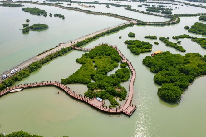 红树林生态体验营在湛江圆满结营
