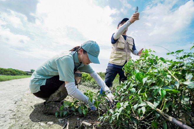 绘蓝碳生态画卷 广汽本田红树林行动落地广东湛江