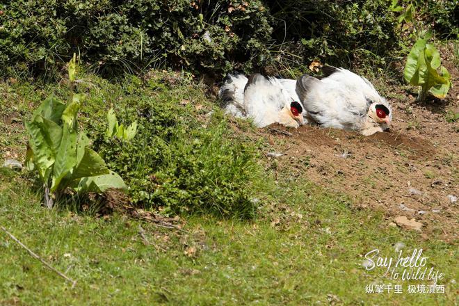 一汽丰田极境滇西 试驾家族全系SUV