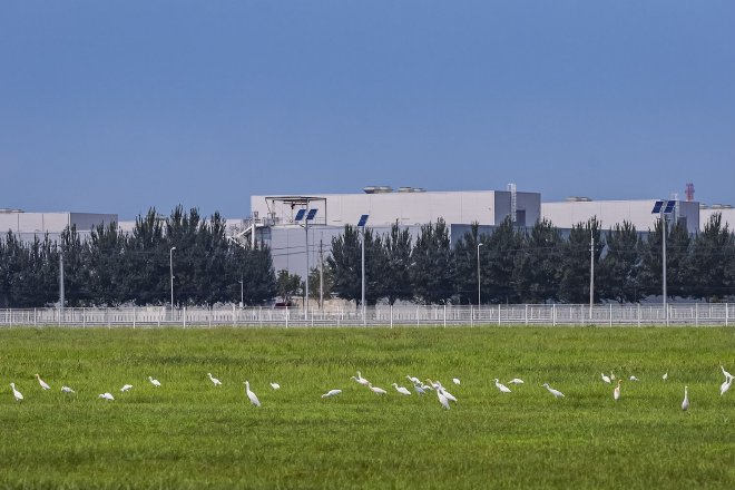 宝马沈阳里达厂区内惬意觅食的牛背鹭