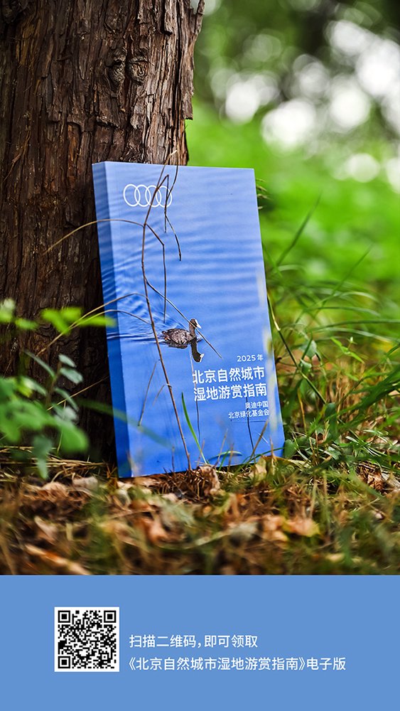 “奥迪中国自然城市行动 ”携手北京绿化基金会发布《北京自然城市湿地游赏指南》