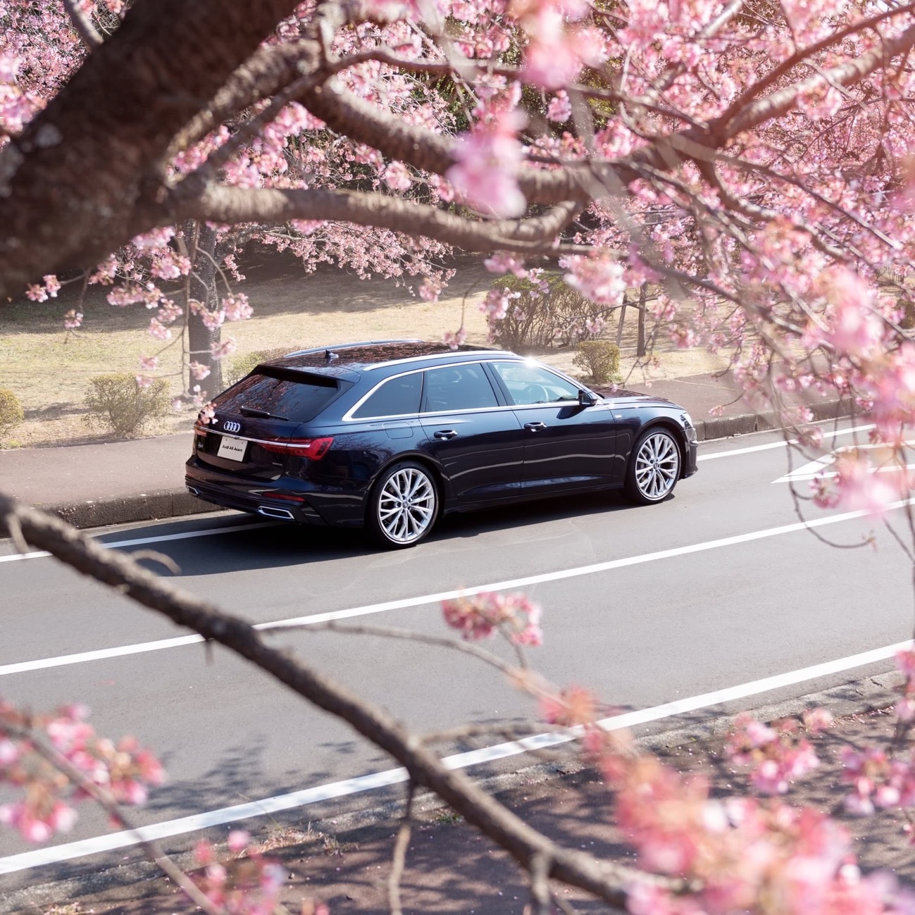 汽车美图赏析：Audi A6 Avant，樱花树下