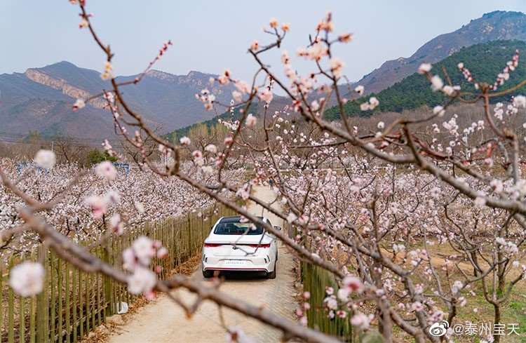 一个汉堡跑一百公里 买个菲斯塔纯电动不香吗？