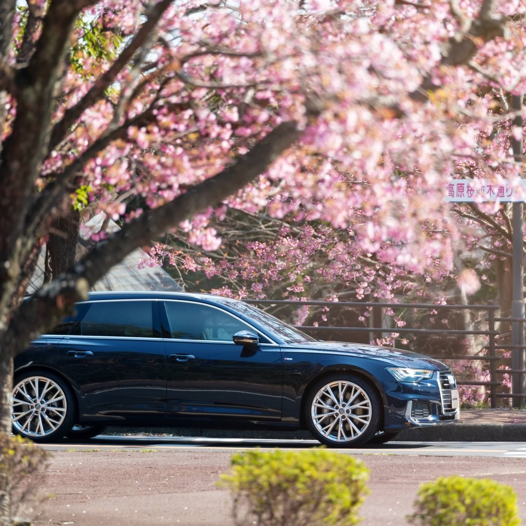 汽车美图赏析：Audi A6 Avant，樱花树下