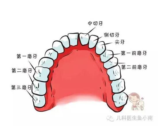 宝宝牙齿发育的小秘密