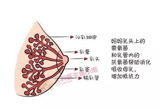 都知道母乳喂养好好在哪呢