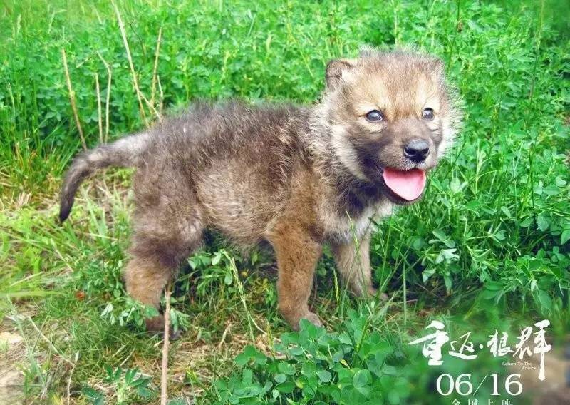 李微漪不顾好友亦风的劝阻,把小狼格林带回成都养大,她不是没有考虑在