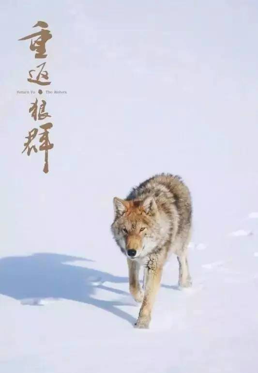 1个女人养大1匹狼让它重返狼群花7年制作了1部电影