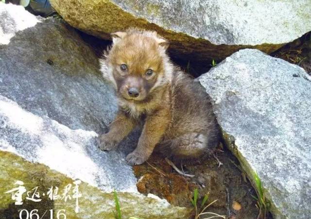 李微漪,是一位成都的野生动物画家,一次在若尔盖草原写生听说了格林一