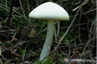"毁灭天使"的白毒伞